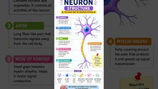 neuron structure ✍️👀