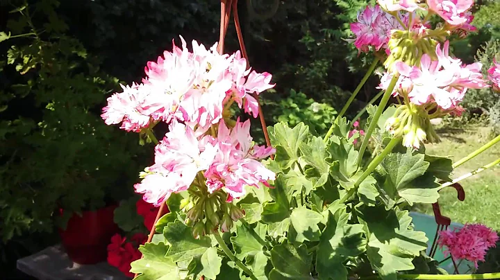 Pelargonija Pamela Vaughan.