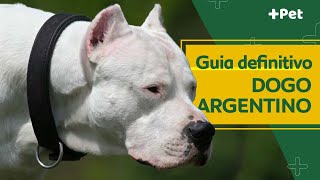 GUIA DE RAÇAS COMPLETO SOBRE O DOGO ARGENTINO! | CANAL MAIS PET