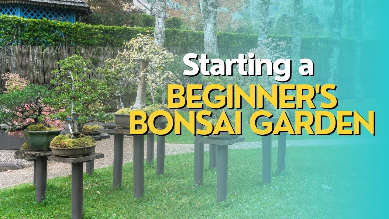 Starting a Beginner's Bonsai Garden YouTube