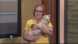 Meet Your New Best Friend: New Leash Rescue