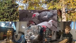 видео: Были у врача. Зобы отваливаются, а им жрать подавай. Утиное мясо хотят. Курица сообщила об опасности картинка: Были у врача. Зобы отваливаются, а им жрать подавай. Утиное мясо хотят. Курица сообщила об опасности