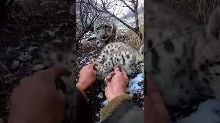 Hands Prying Wire in a Tight Alpine Thicket Content