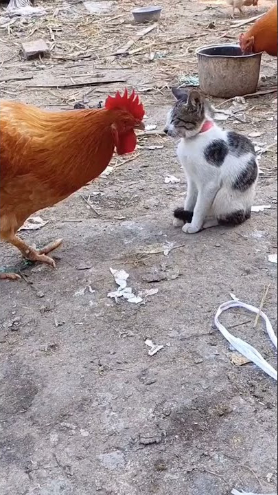 kasian kucingnya di patok ayam