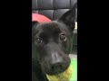 Sakura likes Playing Balls