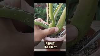 Aloe Vera Plant Care - Revive A Dying Plant screenshot 4