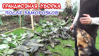 видео: ВЛОГ. Убираем сад после заморозков! Грандиозная уборка и обрезка. И что делать с замерзшими каннами? картинка: ВЛОГ. Убираем сад после заморозков! Грандиозная уборка и обрезка. И что делать с замерзшими каннами?