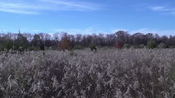 Real Frank intro song