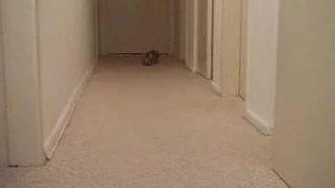 Watch the video about F2 Savannah playing fetch