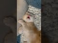 Sweet dreams. Three week old Maine Coon kitten. #cute