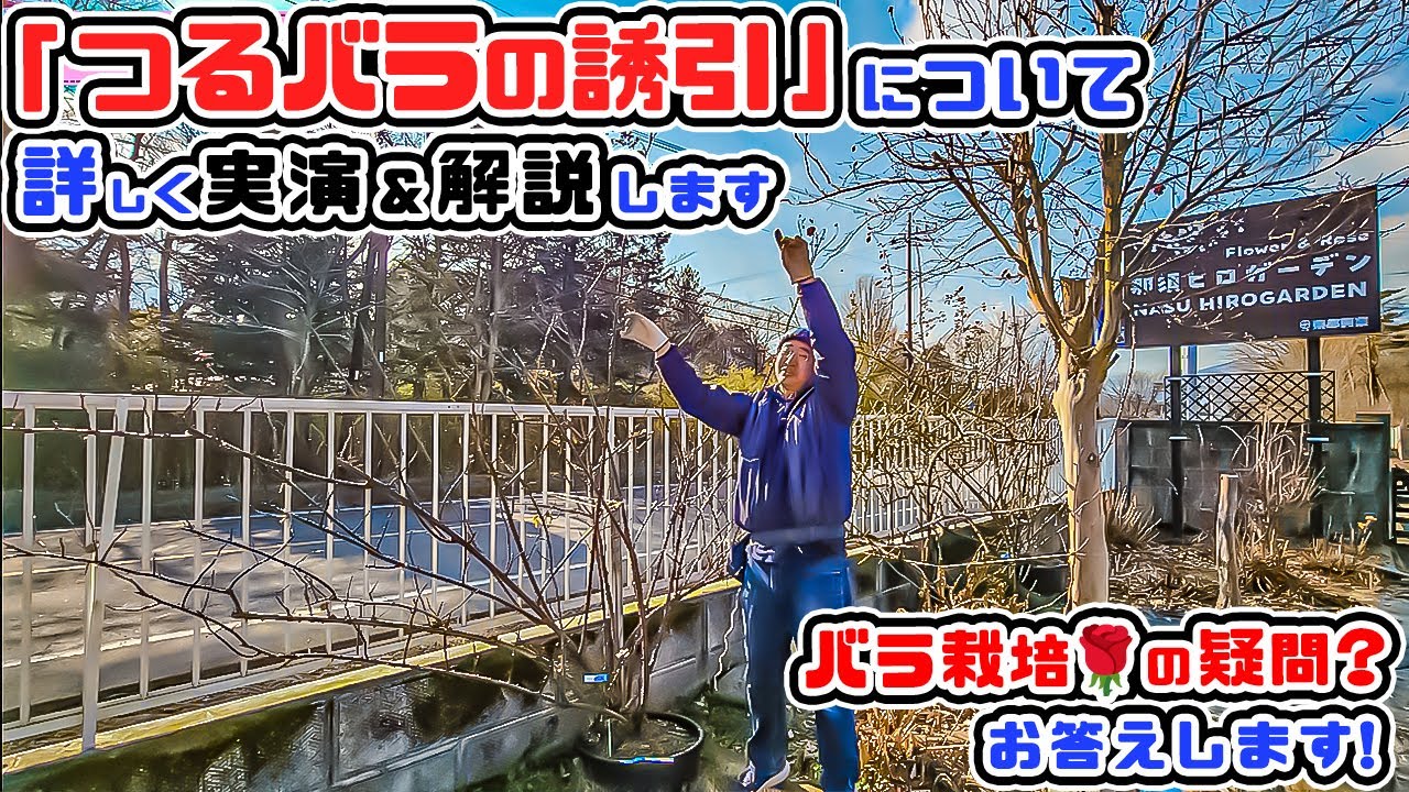 「つるバラの誘引」を実際にやりながら分かりやすく解説します。バラ専門店店長・高木大輔さん