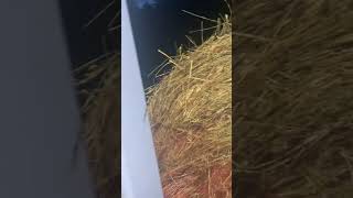 Hauling Round Bales with the 990 David Brown and the Darkness Caught Me