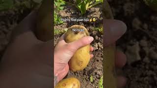 Plants Dont Feel Pain, But Animals Do