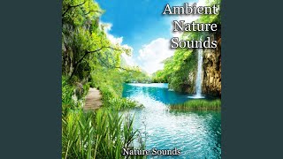 Soothing Windchimes in a Summer Breeze - Nature Sounds