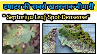 Spots appearing on tomato leaves | Tomato Septoria leaf spot disease | Red spot disease in tomatoes