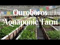 The BEST Aquaponic Farm - aquaponics in California - HWT #24