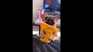 Pug Puppy Makes A Mess When He Sneezes