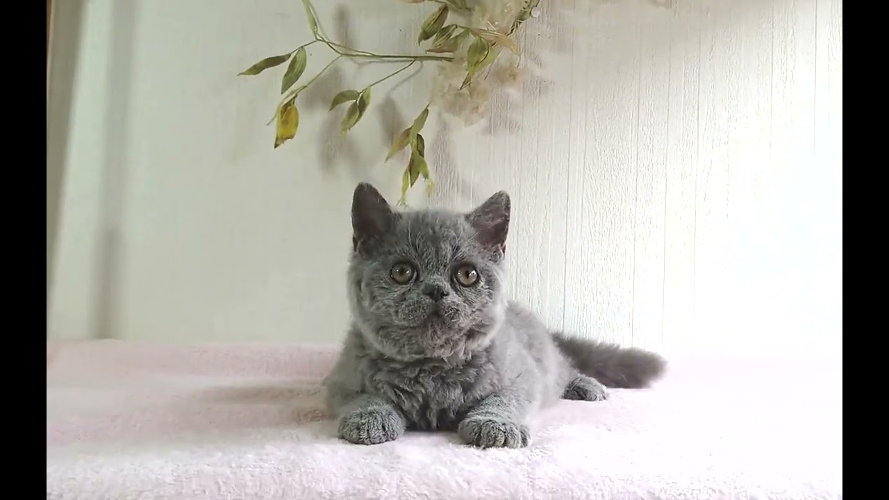 トップページ Blue Amber