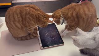 The cats on iPad