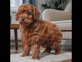 Sweet Cavapoo puppies ready to go