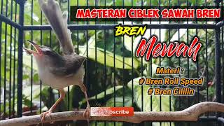 Masteran Ciblek Sawah Ngebren // Materi Bren Roll Speed + Bren Cililin