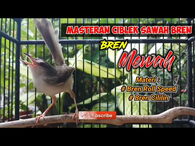Masteran Ciblek Sawah Ngebren // Materi Bren Roll Speed + Bren Cililin class=