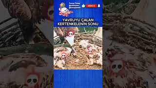 Kartal Yavrusunun Intikamını Alıyor