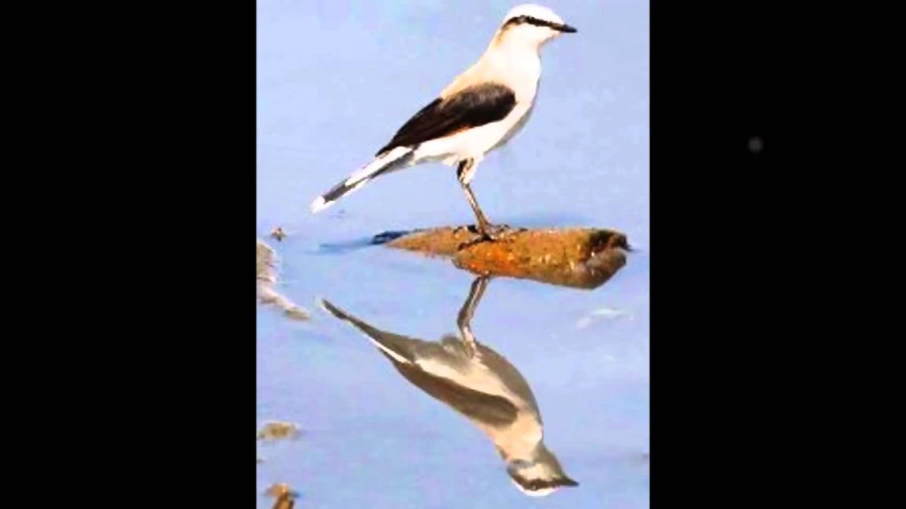 Watch Tuca - PASSARINHO DA LAGOA - Fernando Lobo e Evaldo Ruy - gravação de 1968 on YouTube Watch Tuca - PASSARINHO DA LAGOA - Fernando Lobo e Evaldo Ruy - gravação de 1968 on YouTube