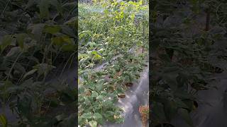 Village farming vegatble cultivate natural farming