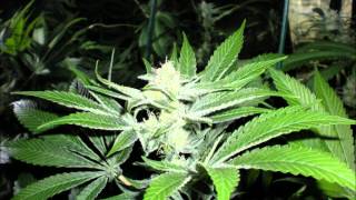 3 strain flower day 35