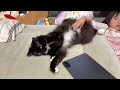 無防備すぎる猫　ラガマフィン