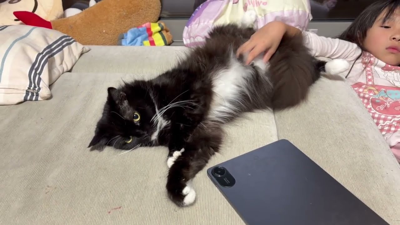 無防備すぎる猫　ラガマフィン