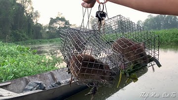 Tập 64 - Bẫy Cả Bầy Chuột Dưới Đám Lục Bình Dính Thấy Mê | TMQT