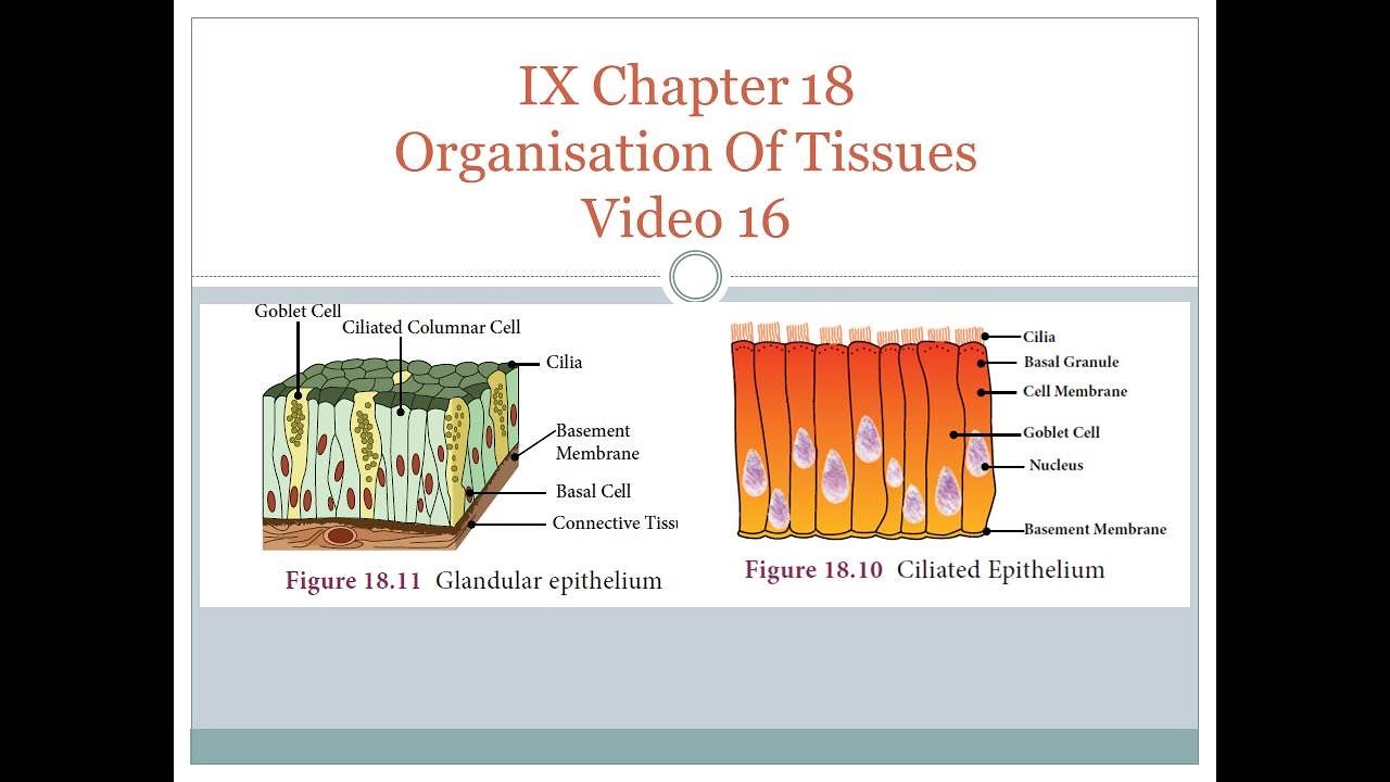 IX Chapter 18 Organisation Of Tissues Video 16 - YouTube