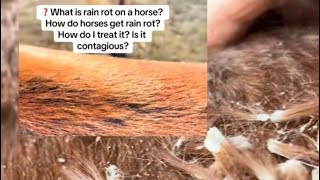 ❓What exactly is Rain Rot on horses? How do horses get Rain Rot and how to treat Rain Rot! #rainrot 