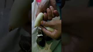 Salak Pondoh Fruit shorts Vedio respectshorts