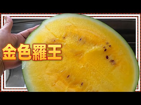 【収穫王】攻略：大玉スイカ「金色羅王」を空中栽培で成功させる積算温度管理術