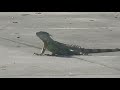 Welcome to Florida Miami That Is….LAND OF THE IGUANAS