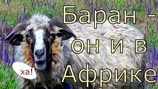 Баран он и в Африке...Привет!!!! Баран он и в Африке...Привет!!!!