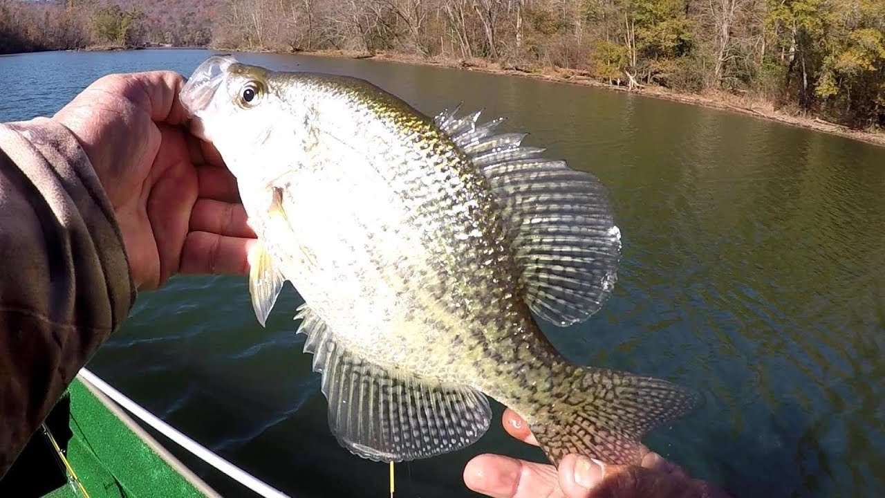 Crappie Fishing In Clear Water - Does Hi Vis Line Affect Crappie? 