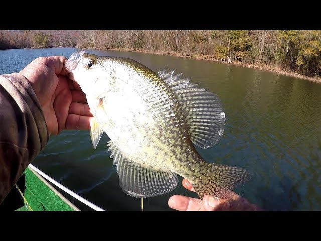 Crappie Fishing In Clear Water - Does Hi Vis Line Affect Crappie? 