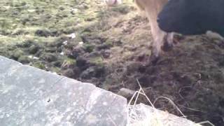 Zinged By A Cow