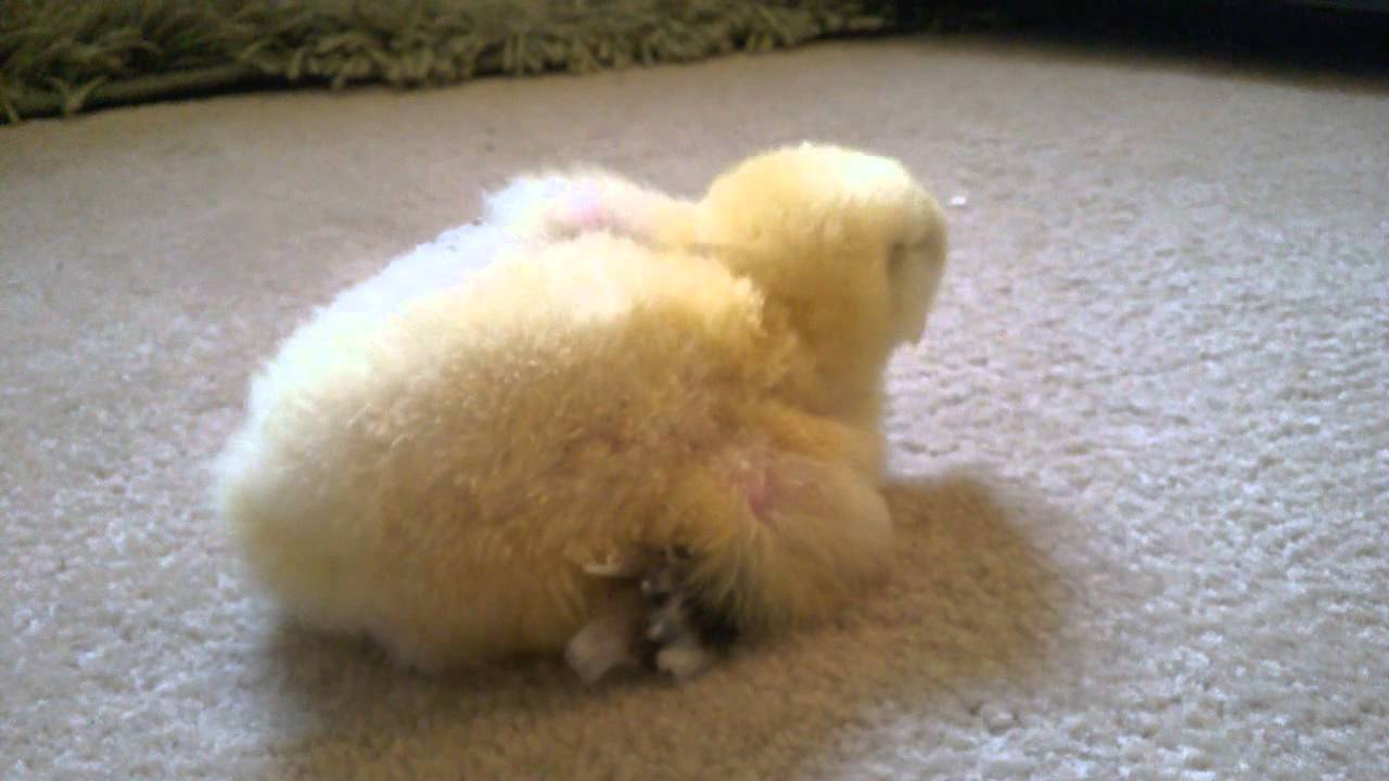 2 week old Salmon Faverolle Chick YouTube