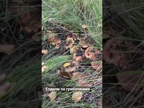 Поездка за грибами 2021 . Нарвали свинушек и подберёзовиков