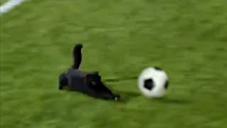 Cat Scores a Goal