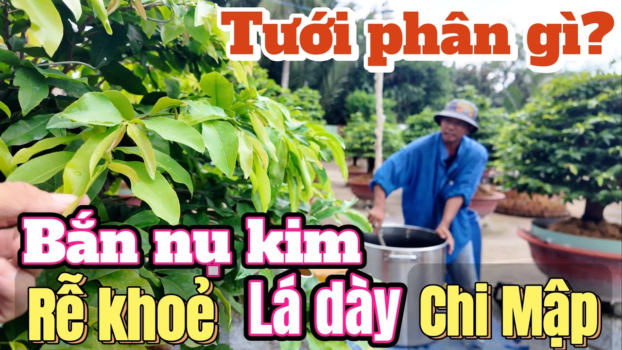 13/7 âl tưới phân gì cho mai vàng?Rễ khoẻ, lá dày, chi mập, bắn nụ kim đẹp -  Quốc Cường chia sẻ hay