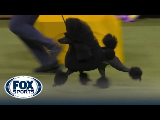 Sage the Miniature Poodle wins Best in Show at the Westminster Kennel Club