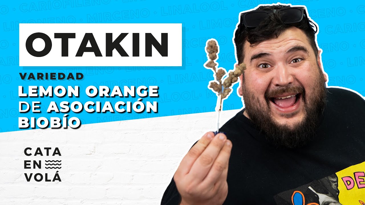 CATA EN VOLÁ FT OTAKIN PROBANDO LA VARIEDAD LEMON ORANGE