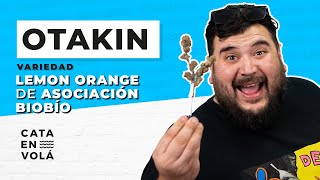 CATA EN VOLÁ FT OTAKIN PROBANDO LA VARIEDAD LEMON ORANGE
