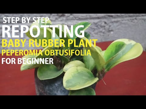 Step by step how to repotting a baby rubber plant / Peperomia obtusifolia easy for beginners